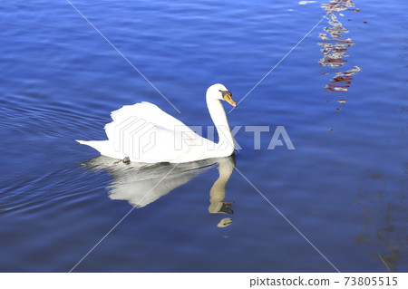 A swan that swims gracefully A swan that swims gracefully 73805515
