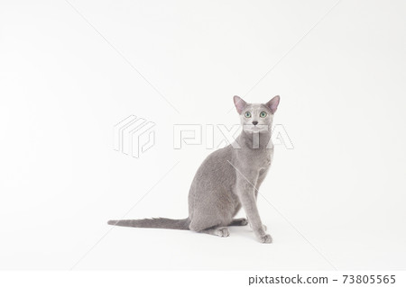 俄羅斯藍坐 73805565