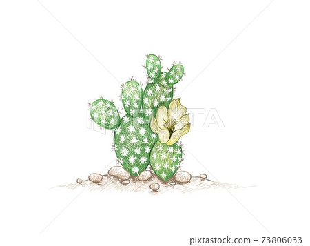 Hand Drawn Sketch of Opuntia Microdasys Cactus 73806033