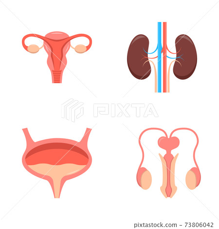 Urogenital system icon set in flat style Urogenital system icon set in flat style 73806042