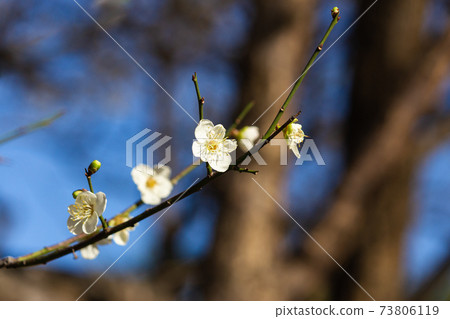 Zhicheng Park, plum blossom, five petals, white, season, winter 73806119
