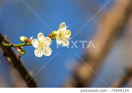 Zhicheng Park, plum blossom, five petals, white, season, winter 73806124