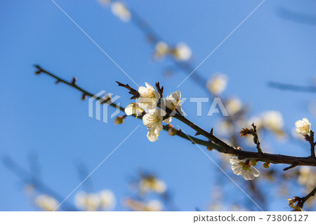 志成公園,梅花,五瓣,白色,季節,冬天 73806127