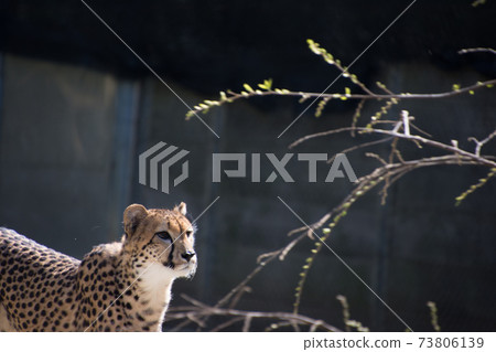 獵豹 獵豹 73806139