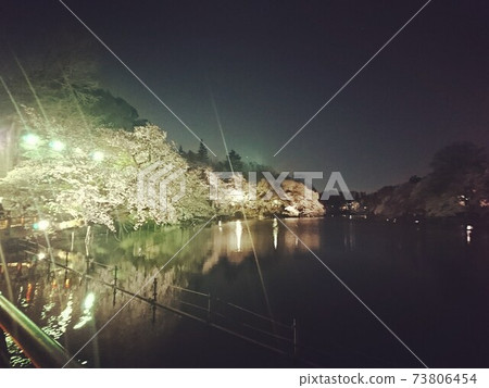 Waterside cherry blossoms at night 73806454