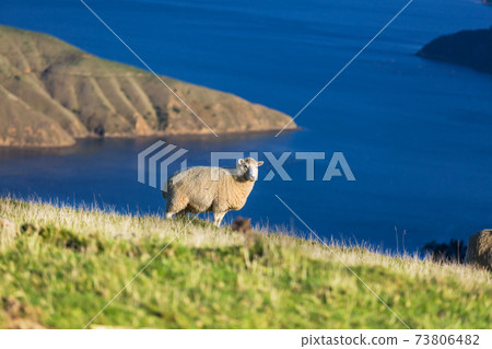 Sheep Sheep 73806482