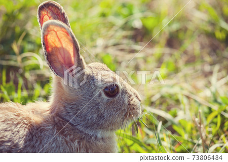 Rabbit Rabbit 73806484