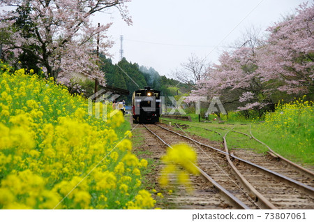 小港鐵路築崎站被油菜和櫻花包圍里山手推車DB4柴油機車(千葉縣市原市) 小港鐵路築崎站被油菜和櫻花包圍里山手推車DB4柴油機車(千葉縣市原市) 73807061