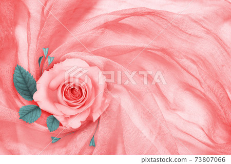 Peach rose flower and leaves on draped textile Peach rose flower and leaves on draped textile 73807066