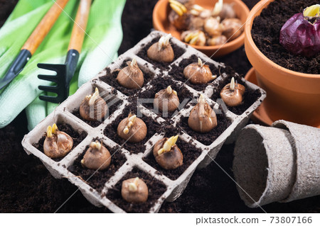 Planting spring flowers. Gardening tools and bulbous seedlings planted in peat pots. Planting spring flowers. Gardening tools and bulbous seedlings planted in peat pots. 73807166