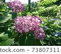Murasaki hydrangea 73807311