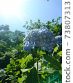 Backlit and light blue hydrangea 73807313