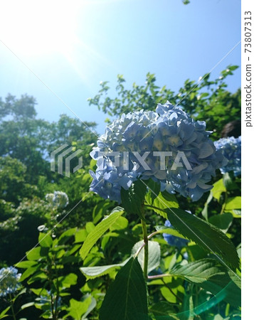背光和淺藍色繡球 背光和淺藍色繡球 73807313