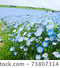 Nemophila Hill 73807314