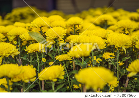 Pots yellow apricot flowering bonsai in spring Vietnam with modern tree is reaching its certainly bloom bright yellow. This is the symbolic flower for Tet in Vietnam 73807660