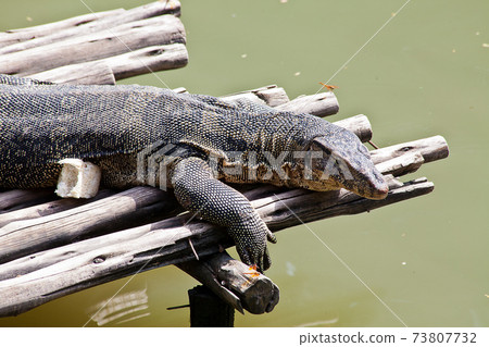 Monitor Lizard resting on a raft 73807732