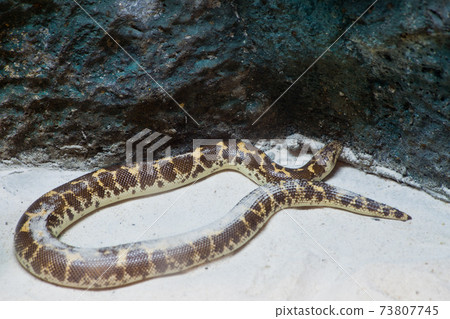 Kenyan Sand Boa snake on sand and rock 73807745