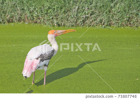 Painted Stork in a green swamp 73807748