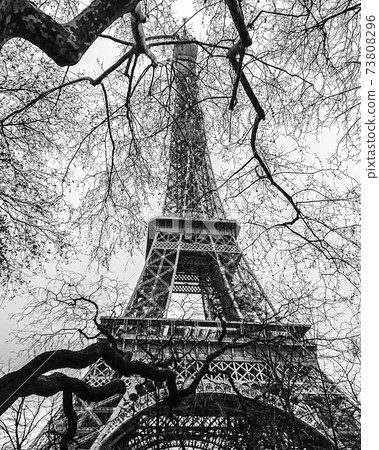 Eiffel Tower seen through a tree branch Eiffel Tower seen through a tree branch 73808296