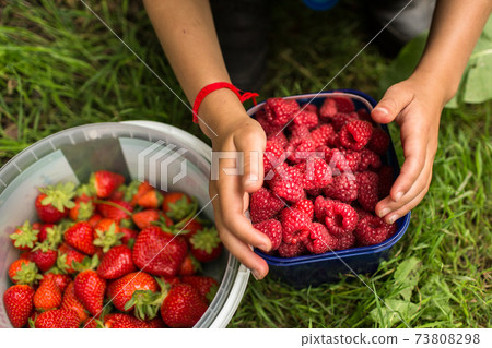 Raspberry and strawberry picking. Raspberry and strawberry picking. 73808298