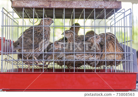 Quails in Cage 73808563