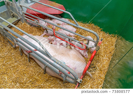 Farrowing Pig Parlour 73808577