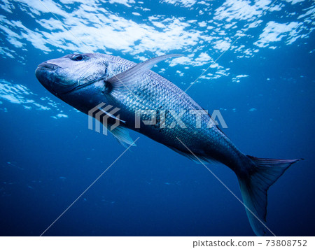 Red snapper Red snapper 73808752