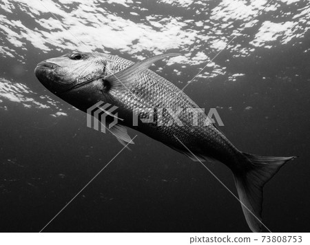 Red snapper 73808753