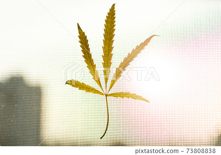 Pentagonal hemp leaf. Hemp in the shape of a star. Pentagonal hemp leaf. Hemp in the shape of a star. 73808838