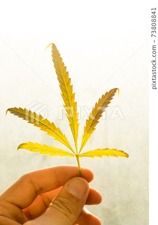 Sheet dry hemp in the hands. Sunbeam to the light. Sheet dry hemp in the hands. Sunbeam to the light. 73808841