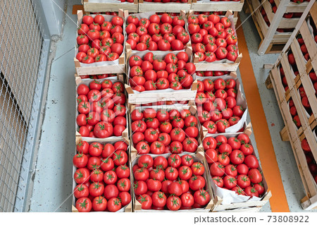 Italian Tomato Crates Italian Tomato Crates 73808922