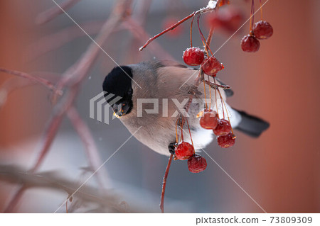 Bullfinch on a branch is eating red berry. Pyrrhula-pyrrhula 73809309