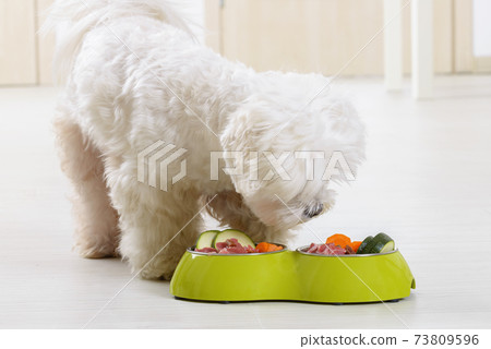 Dog eating natural food from a bowl 73809596