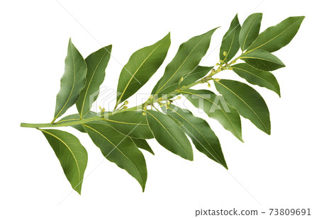 Fresh bay leaves branch isolated on white background 73809691