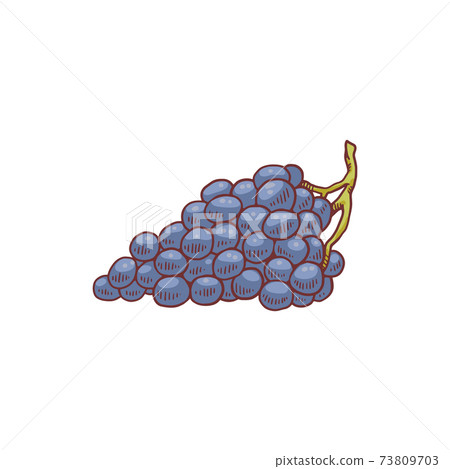 Blue grapes bunch - cartoon drawing isolated on white background Blue grapes bunch - cartoon drawing isolated on white background 73809703