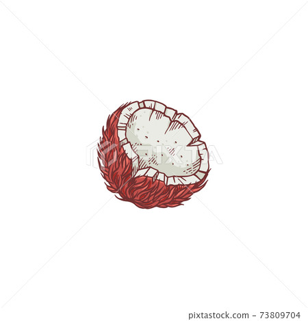 Vector sketch isolated illustration of half a tropical sweet fruit coconut Vector sketch isolated illustration of half a tropical sweet fruit coconut 73809704