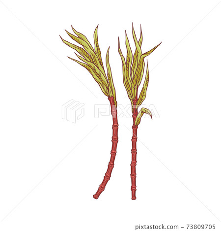 Two stem of indian sugarcane a vector sketch isolated illustration Two stem of indian sugarcane a vector sketch isolated illustration 73809705