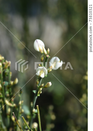 Broom White Lion Broom White Lion 73810321