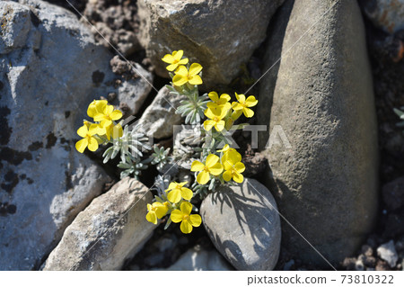 Velebit degenia Velebit degenia 73810322