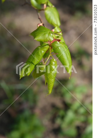 Mongolian lime Mongolian lime 73810323