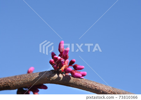 Eastern Redbud Lavender Twist 73810366