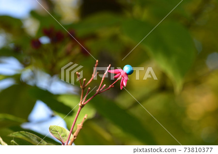 Harlequin glorybower 73810377