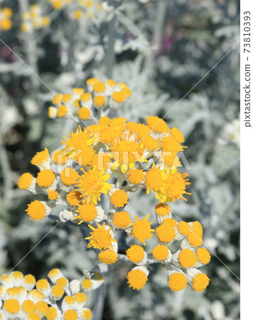 Flower of Shirota eagle Flower of Shirota eagle 73810393