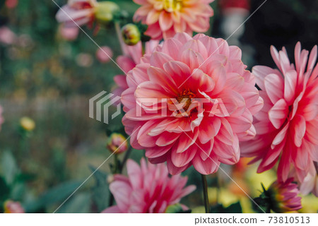 Beautiful pink dahlia flowers in full bloom in the garden. 73810513