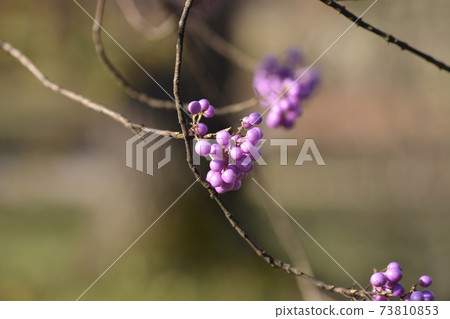 Purple Beautyberry 73810853