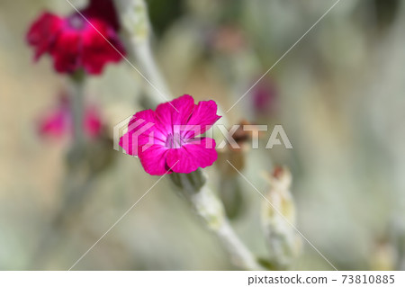 Rose campion 73810885