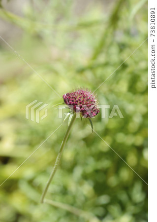 Pincushion flower Beaujolais Bonnets Pincushion flower Beaujolais Bonnets 73810891