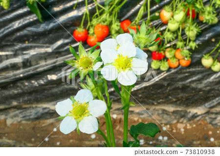 紅色的成熟草莓場風光 紅色的成熟草莓場風光 73810938