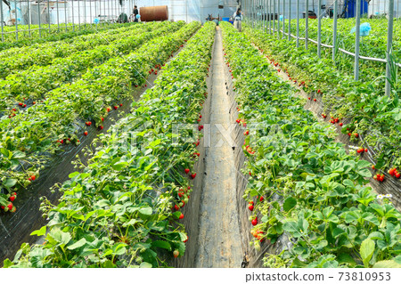 紅色的成熟草莓場風光 紅色的成熟草莓場風光 73810953