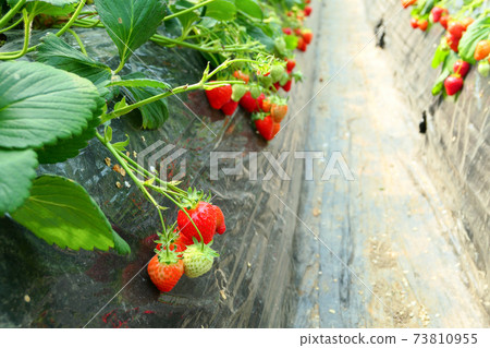 紅色的成熟草莓場風光 紅色的成熟草莓場風光 73810955